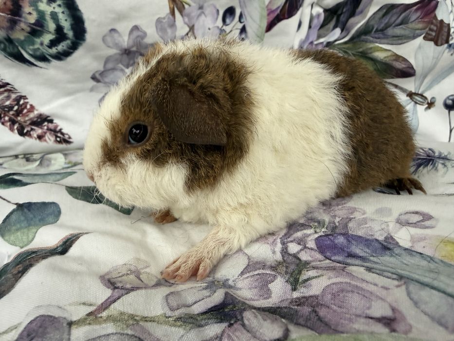 Świnki Morskie - US Teddy, Hodowla CCP