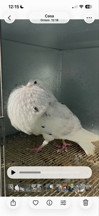 Pombos gaditanos em VNG