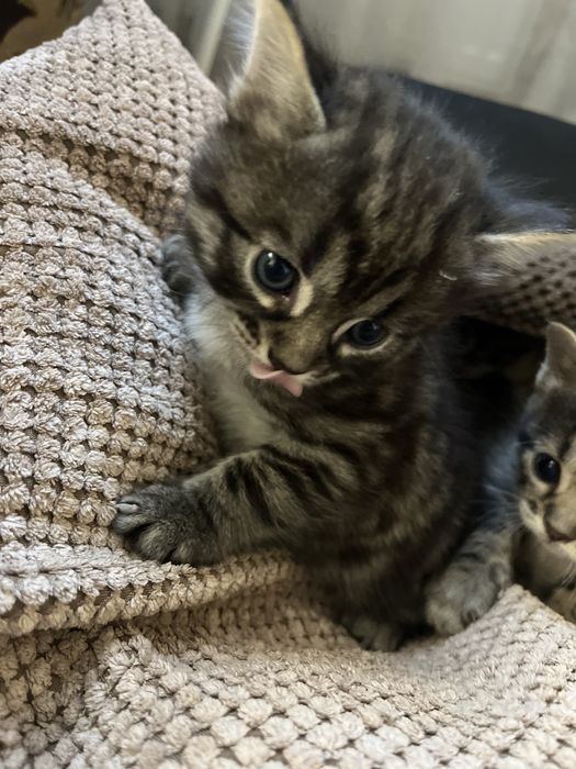 Бенгальські котята