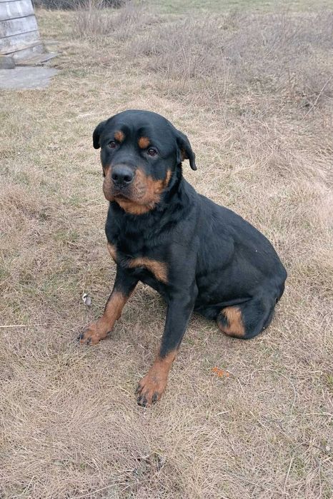 Ротвейлера цуценята