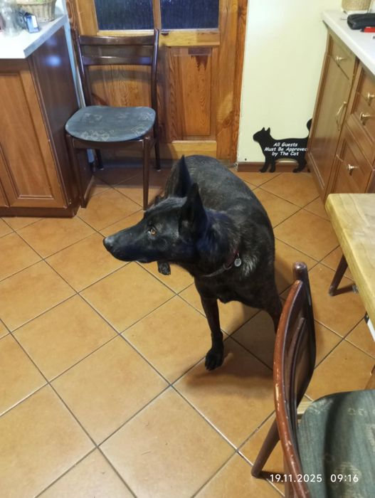 Agorek, owczarek holenderski  szuka domu