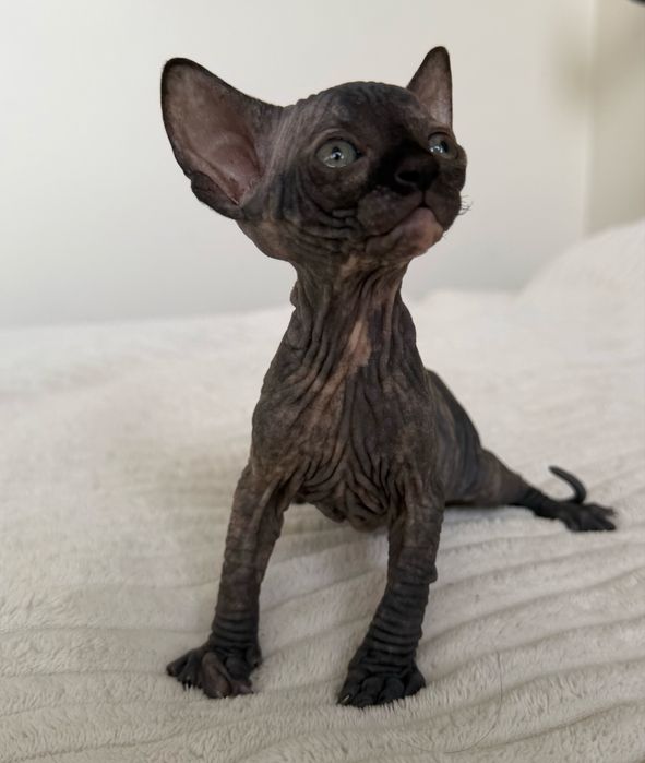 Koteczka rodowod WCF