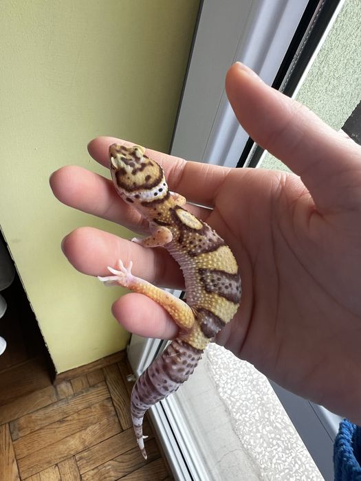 Gekon lamparci-samica