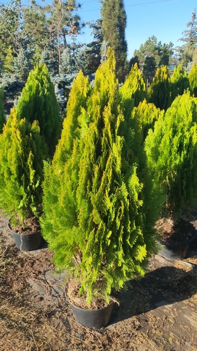 Туя Aurea Nana (Ауреа Нана) сосна кримська