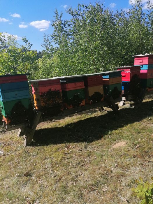 Sprzedam pszczele rodziny