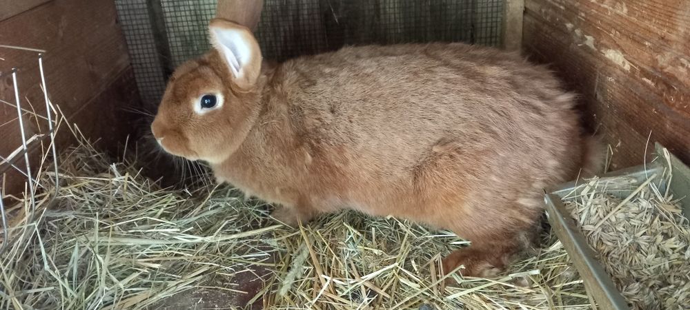 Kroliki samce i samice