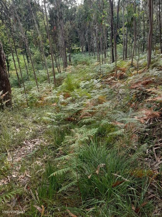 Vende-se terreno em Lobão