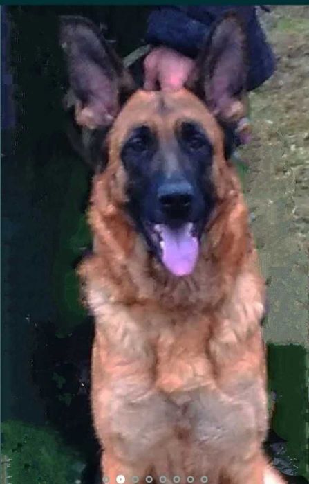 Шикарные немчики