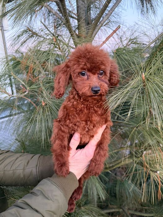 Chlopczyk pudel red toy