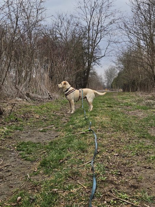 Mila - mega wesoła jakby labradorka. Adopcja