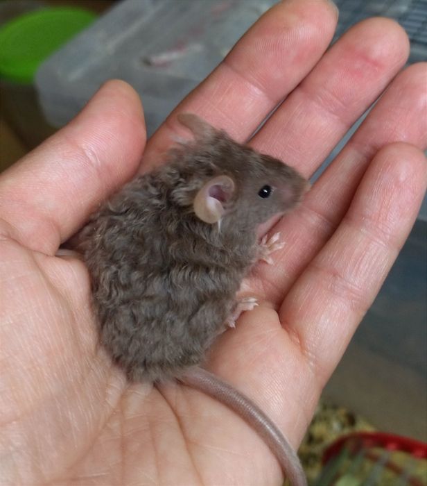 Тексель - кудряві, атласні - сатинові малюки мишки, миші, мишенята