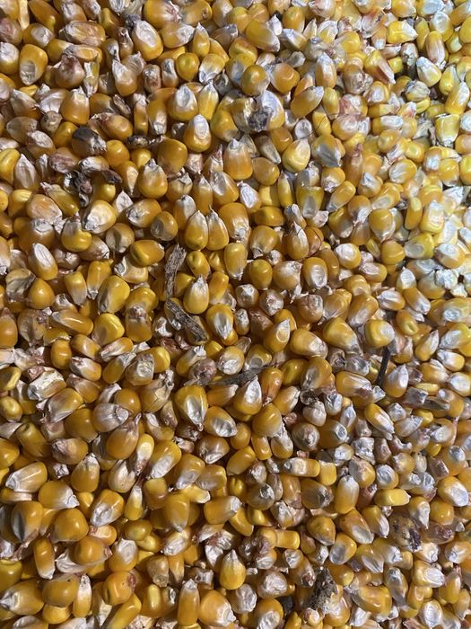 Продам кукурудзу та пшеницю