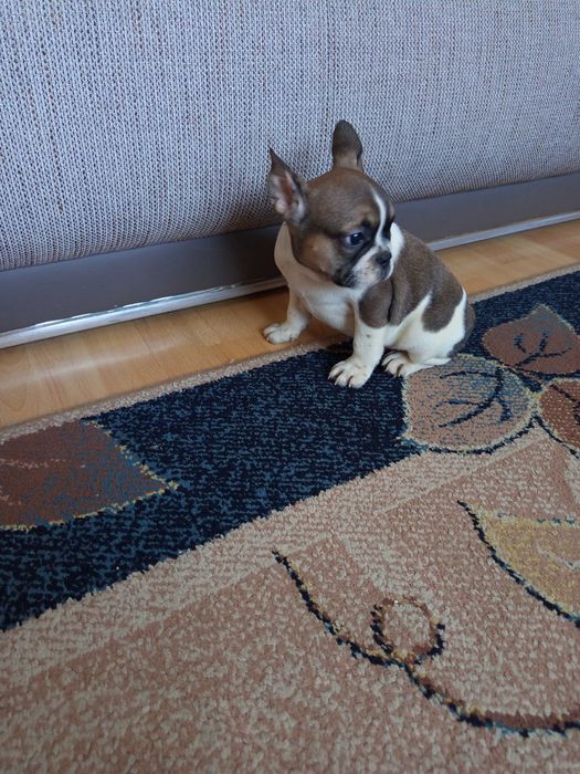 Buldog Francuski polecam !
