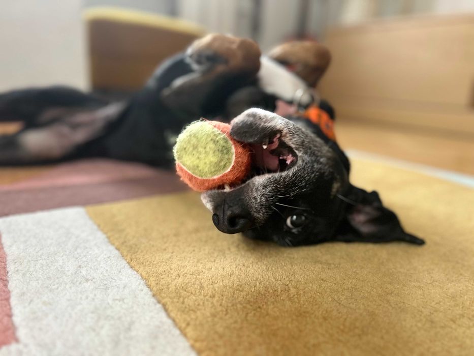 Roxy w typie boksera szuka domu!