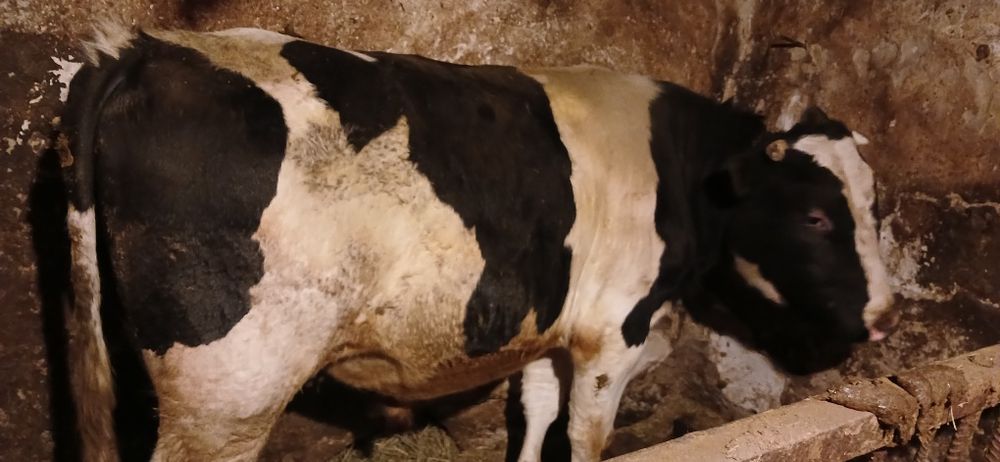 Продам бичка вага 600+