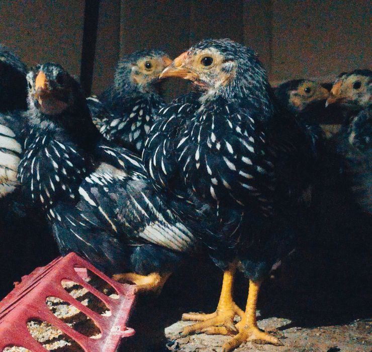 Курчата вiандот срiбло