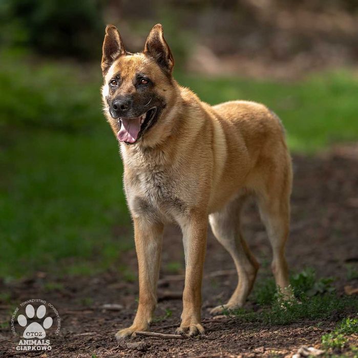 Byczek szuka doświadczonego domu! OTOZ Animals Ciapkowo