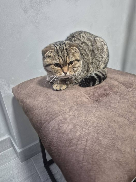 Scottish fold і straight.