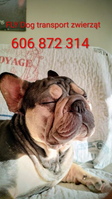 Transport zwierząt domowych cała Polska - licencja. FLY DOG