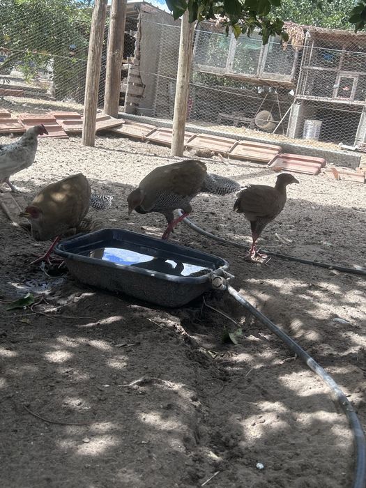 Faisões prateados 2025