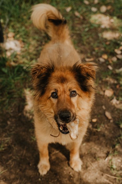 Ciapek /Ricco czeka na swoj dom