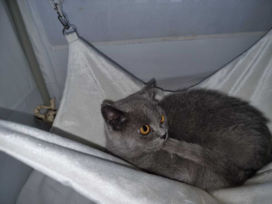 Шотландская девочка  scotich strait