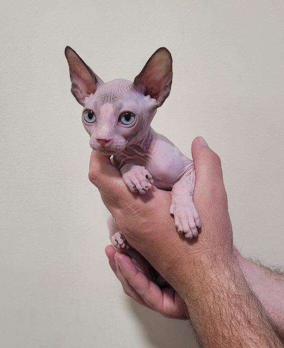 Gatinha sphynx com olhos azuis