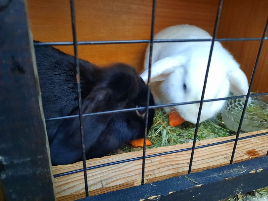 Coelhos anões para oferecer