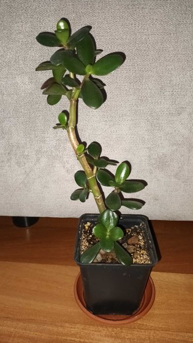Grubosz, drzewko szczęścia,  nr 3, ładne drzewko