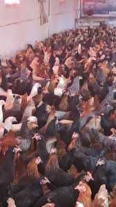 Kury Kurki młode kurczaki Rosa Leghorn Dominant 26tyg. z jajkiem.DOWÓZ