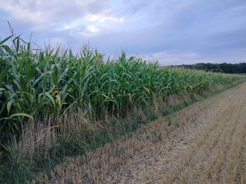 Kukurydza na kiszonkę -na pniu -