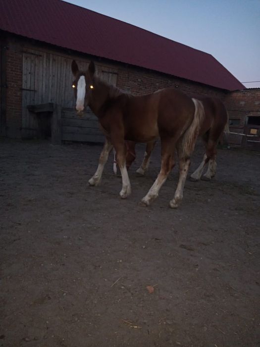 Sprzedam Źrebaki odsadki