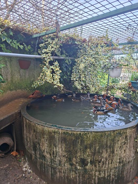 Patos mandarim e carolino de 2025