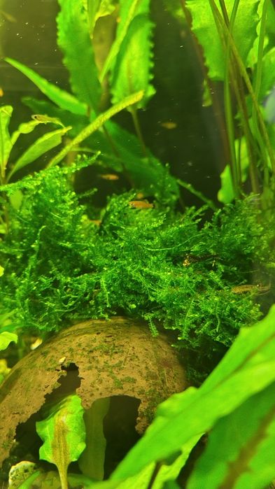 Narybek mieczyka po pięknych rodzicach