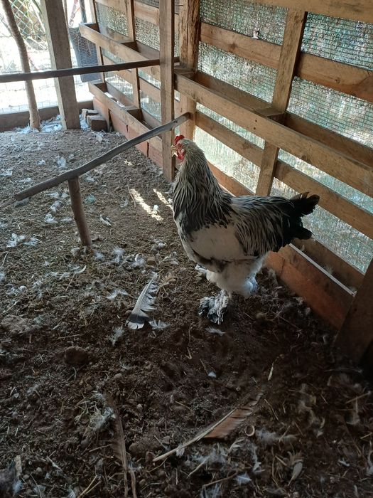 Macho de brahma light