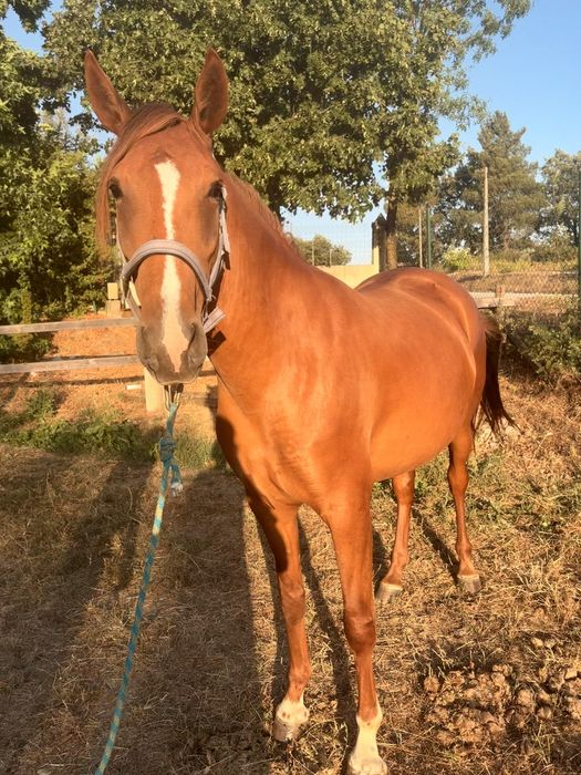 Égua cx  lusitano