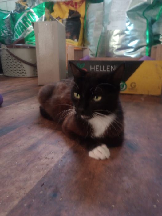 Стерилизованная кошка Катька