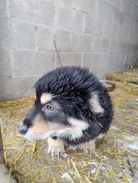 В пошуку добрих господарів.