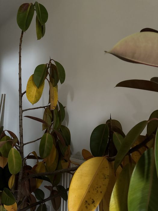 Oddam kwiatek odbiór własny