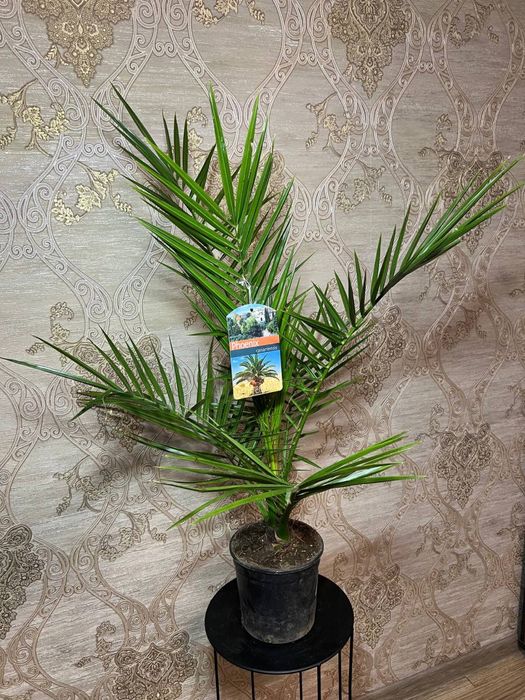 Фінік канарський (Phoenix canariensis)  h 65 см
