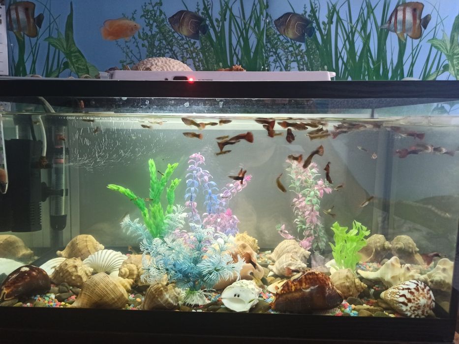 Акваріумні рибки Гуппі