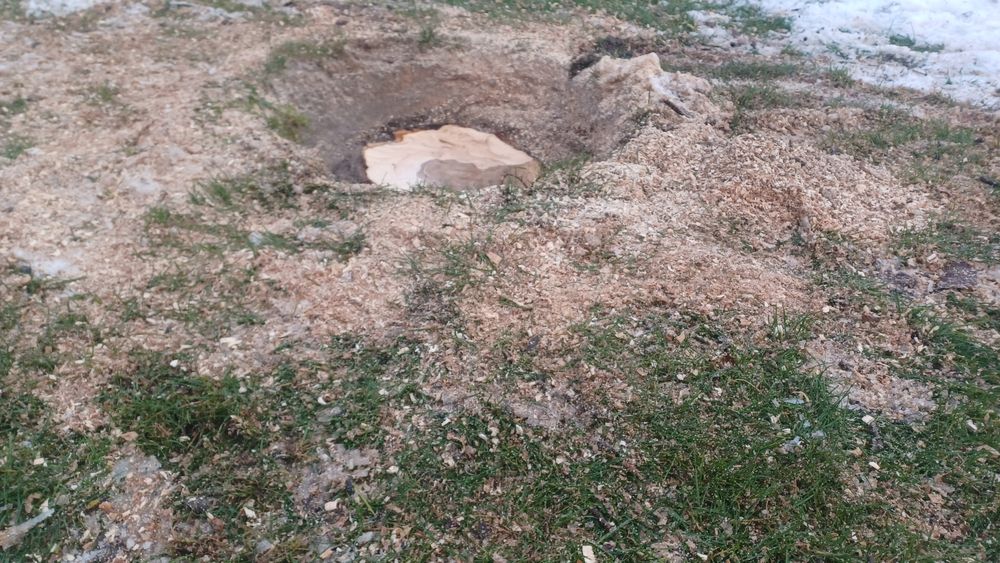 wycinka drzew usługi rębakiem usuwanie korzeni gałęzi frezowanie pni