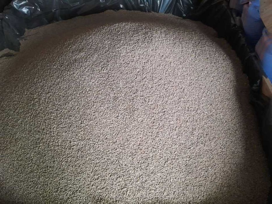 Łubin żółty Baryt i Puma