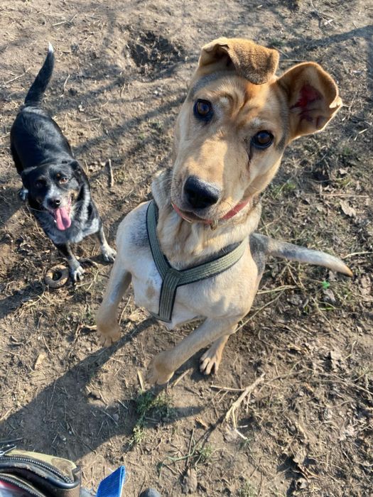 Merida Waleczna do adopcji