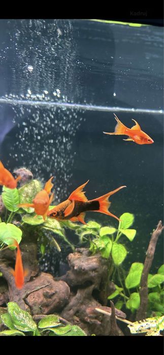 Mieczyki lira, delta, standard