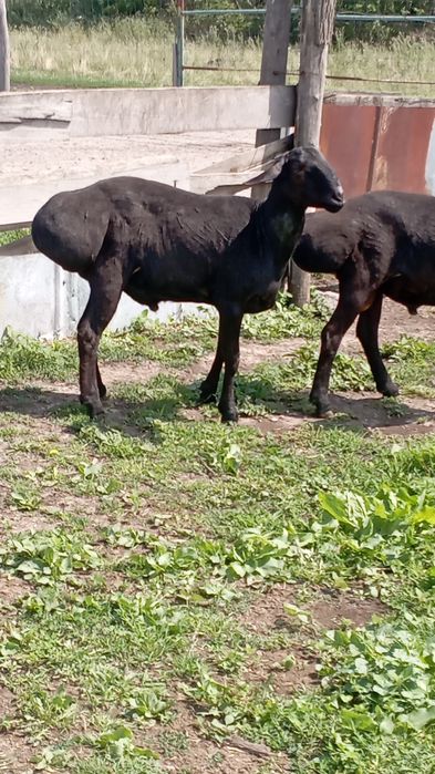 Продам барана, вівці,бараны, овцы, овец.