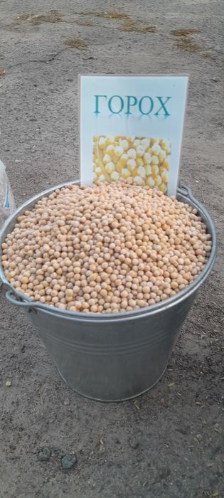 Горох врожай 2025р