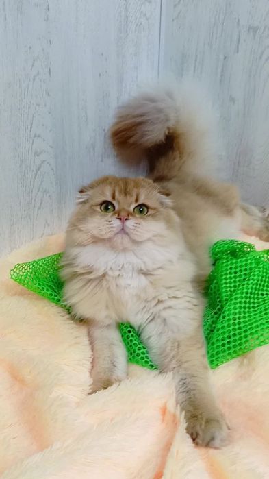 Неймовірна красунечка золота шиншила. Шотландська висловуха дівчинка