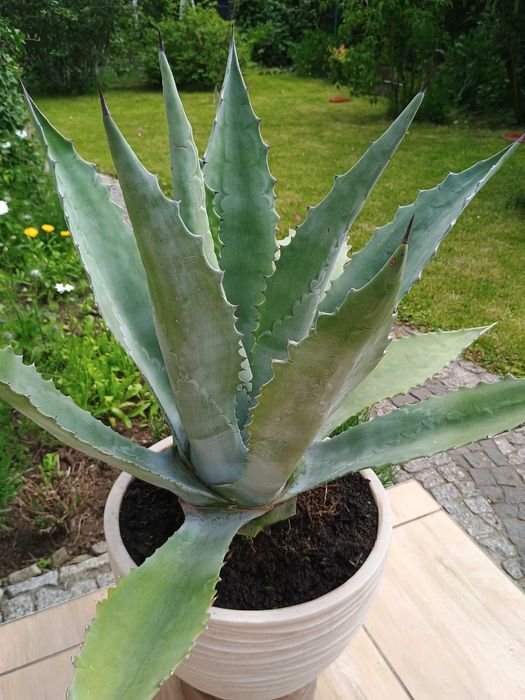 Agawa piękna, duża, zdrowa