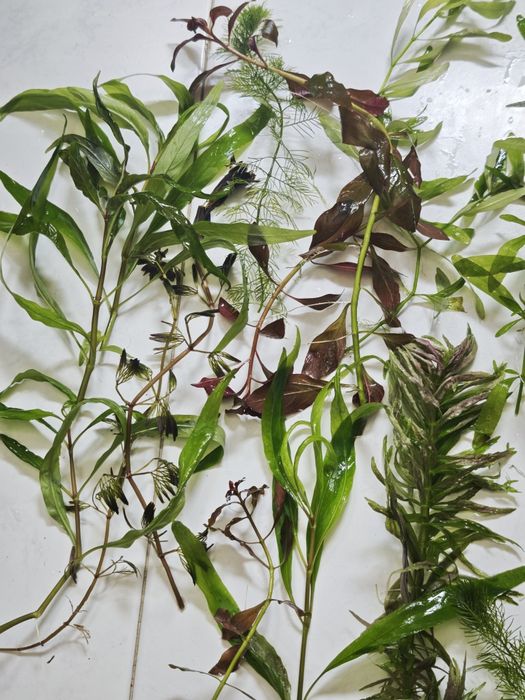 Plantas para aquário